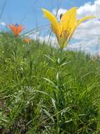 Lilium philadelphicum L. resmi