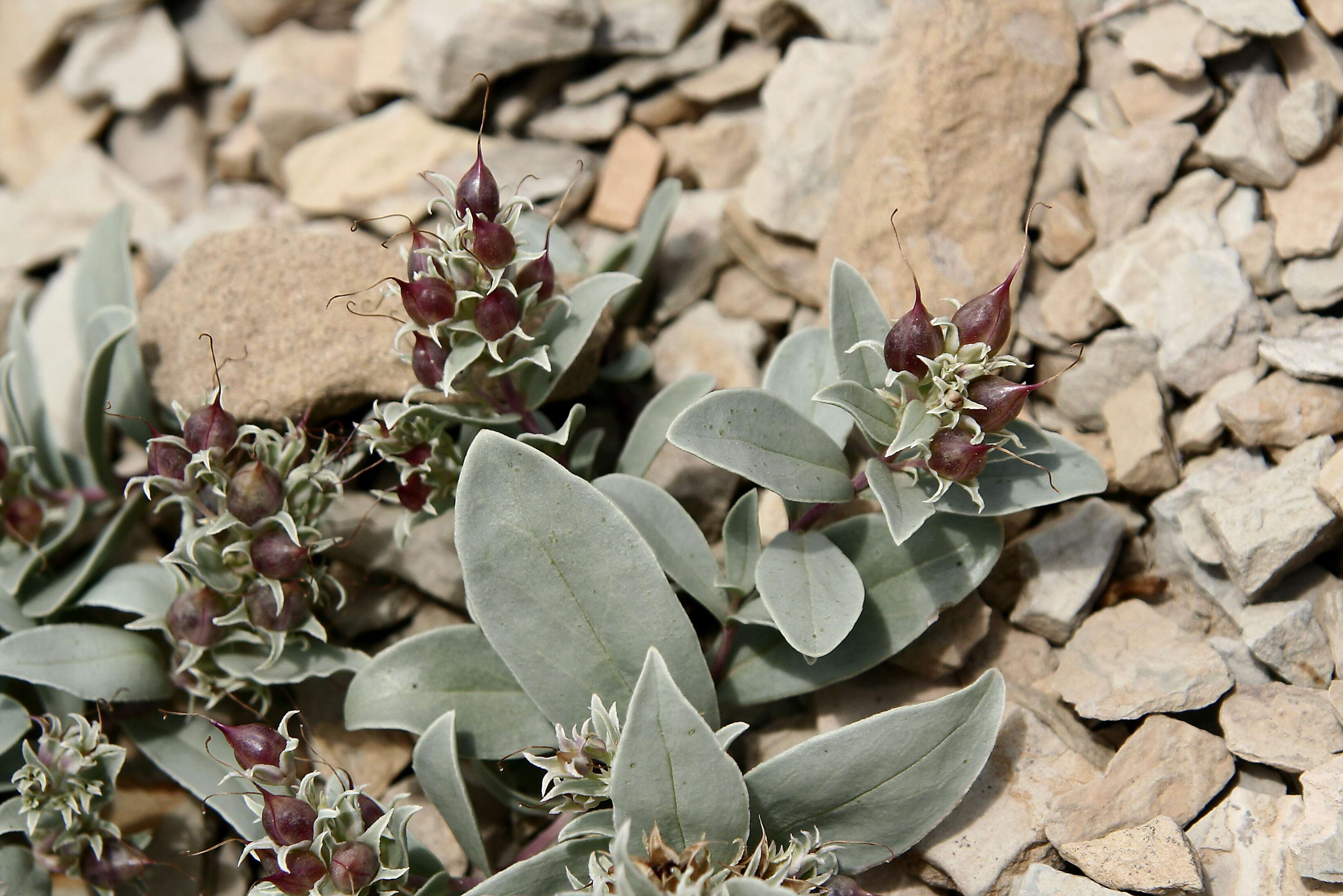 Image of beardtongue