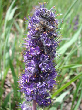 Phacelia formosula Osterh.的圖片