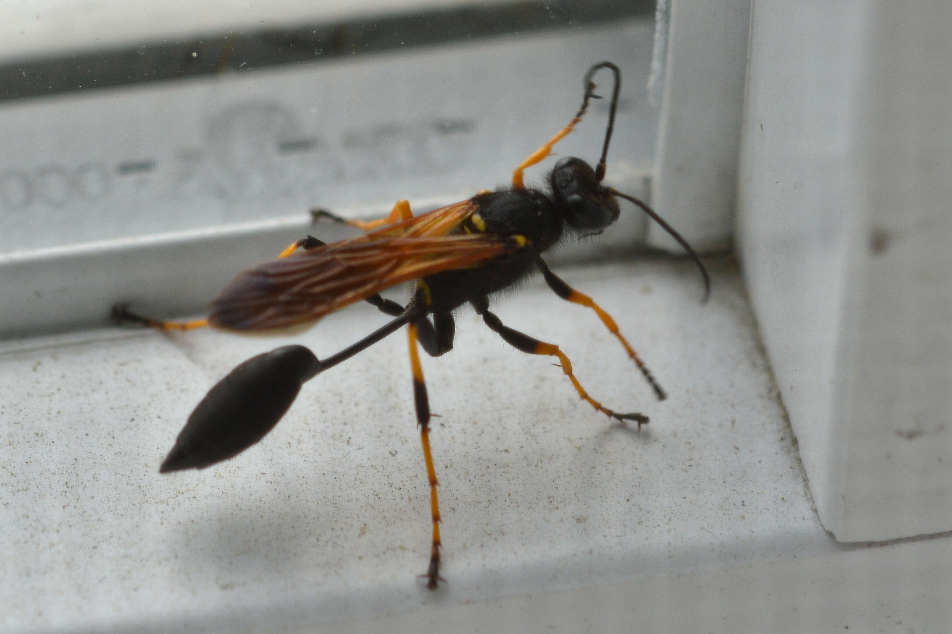 Image of mud daubers