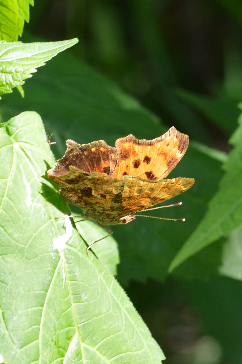 Image of Eastern Comma