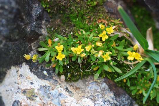 Image of Weber's draba