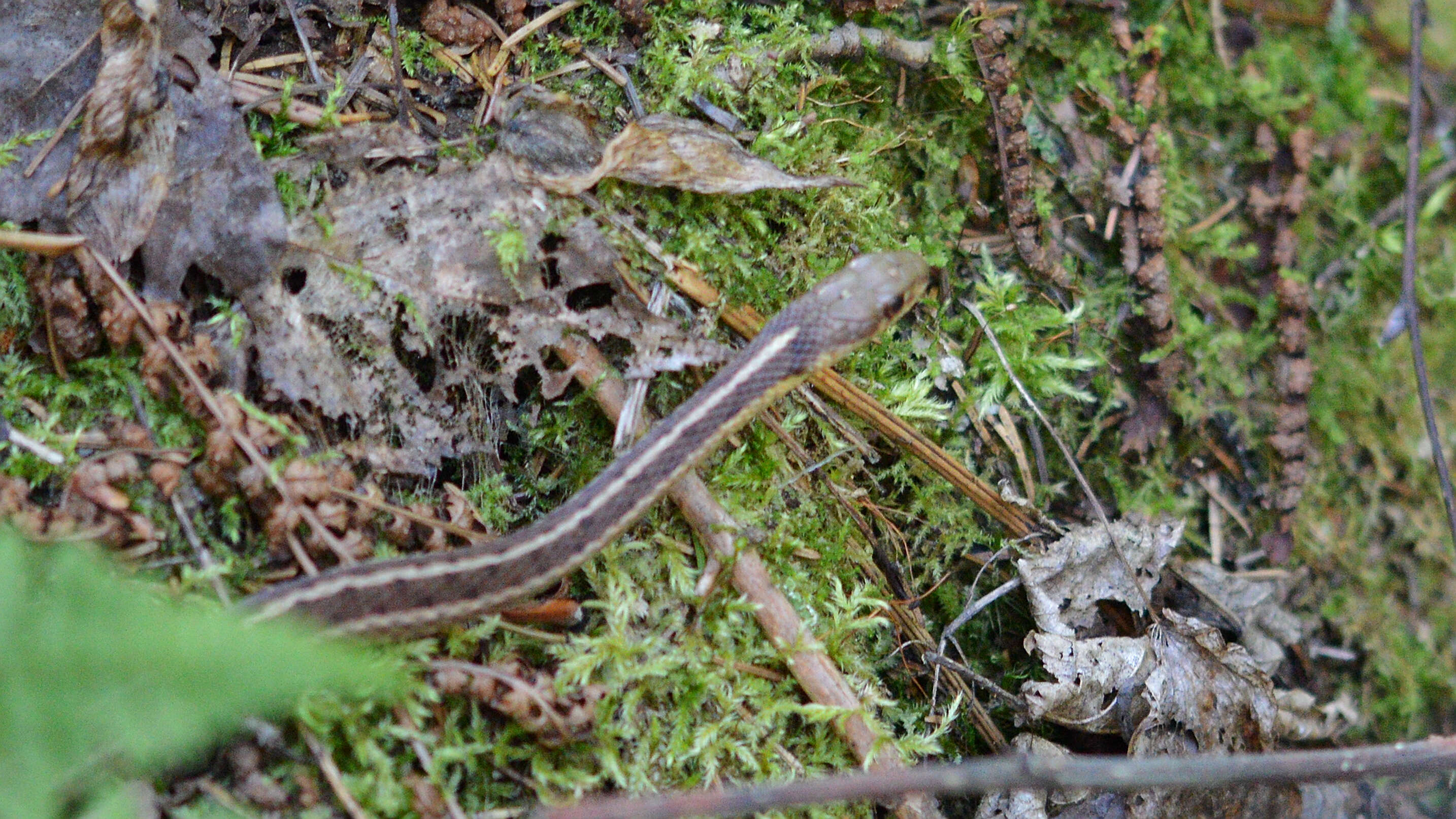 Image of Common Garter Snake