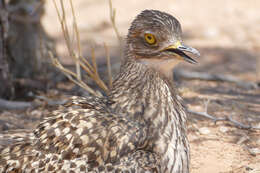 Image of Cape Thick-knee