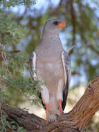 Image of Pale Chanting Goshawk