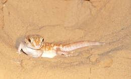 Image of Common Giant Ground Gecko