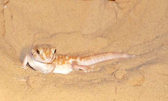 Image of Common Giant Ground Gecko