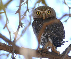 Image of Pearl-spotted Owlet