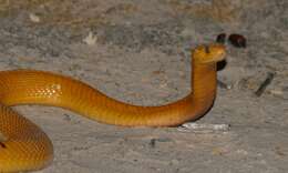 Image of Cape cobra