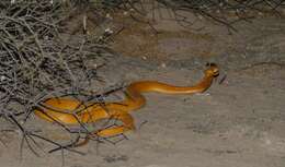 Image of Cape cobra