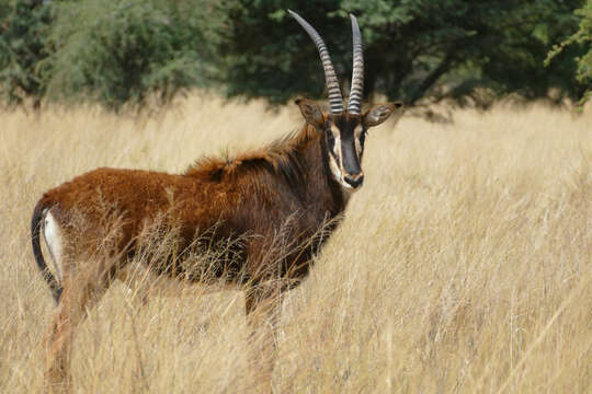 Image of Sable Antelope