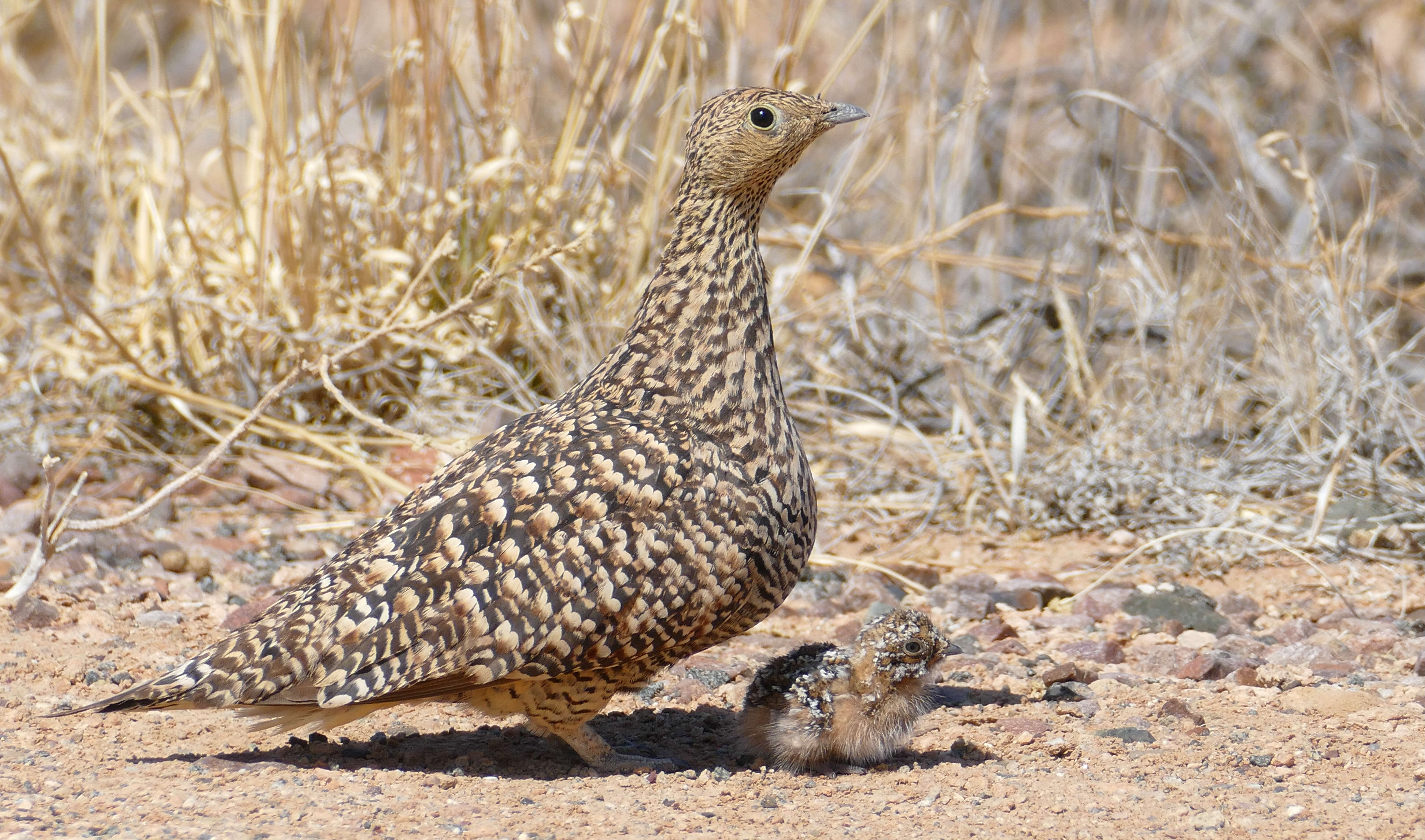 Image of Namaqua Sandgrouse