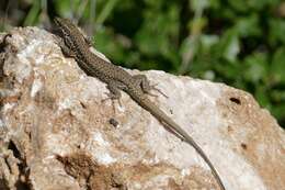 Image of Columbretes Wall Lizard