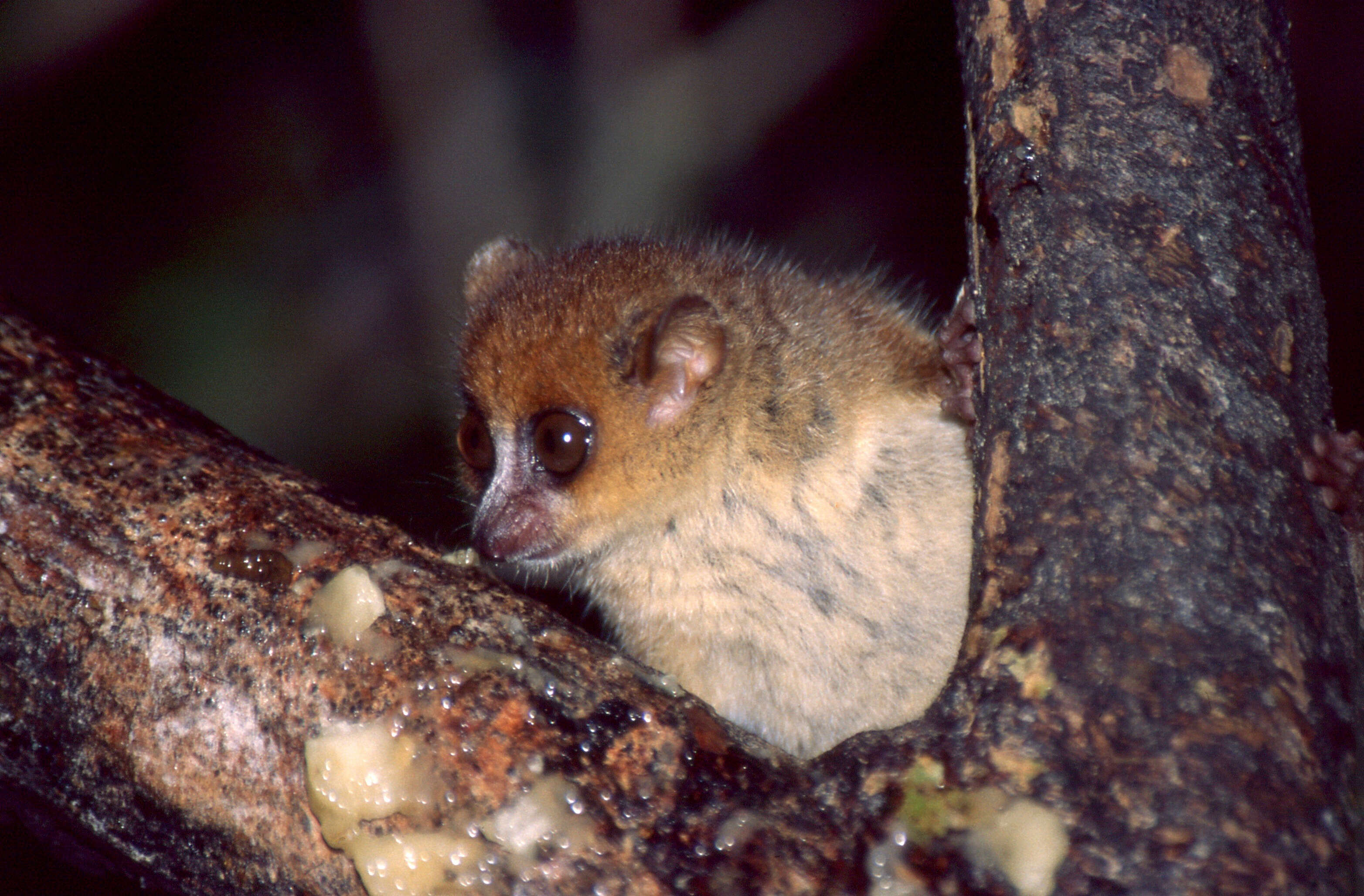 Image of Brown Mouse Lemur