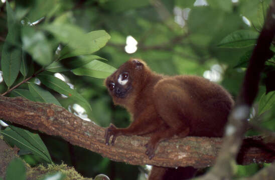 Image of Red-bellied Lemur