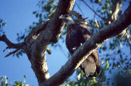 Haliaeetus vociferoides Des Murs 1845 resmi