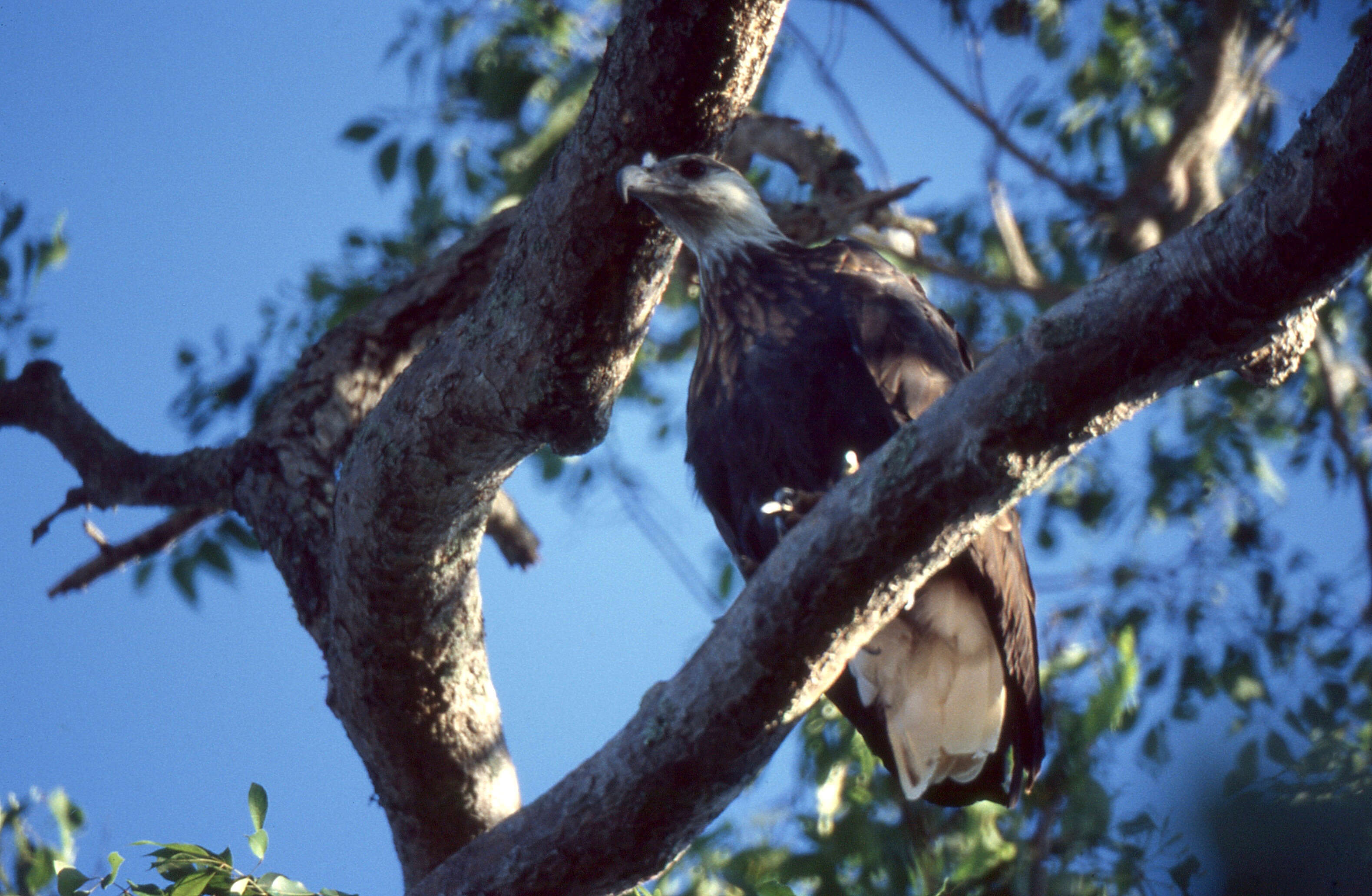 Haliaeetus vociferoides Des Murs 1845 resmi