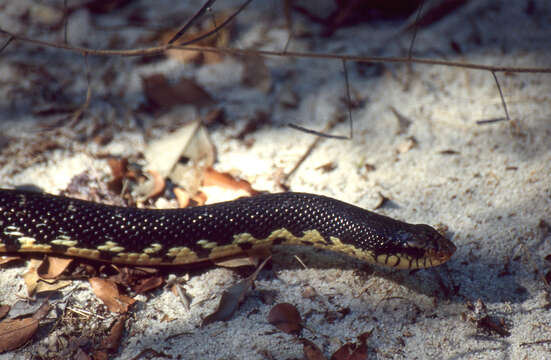 Image of Malagasy hognose snake