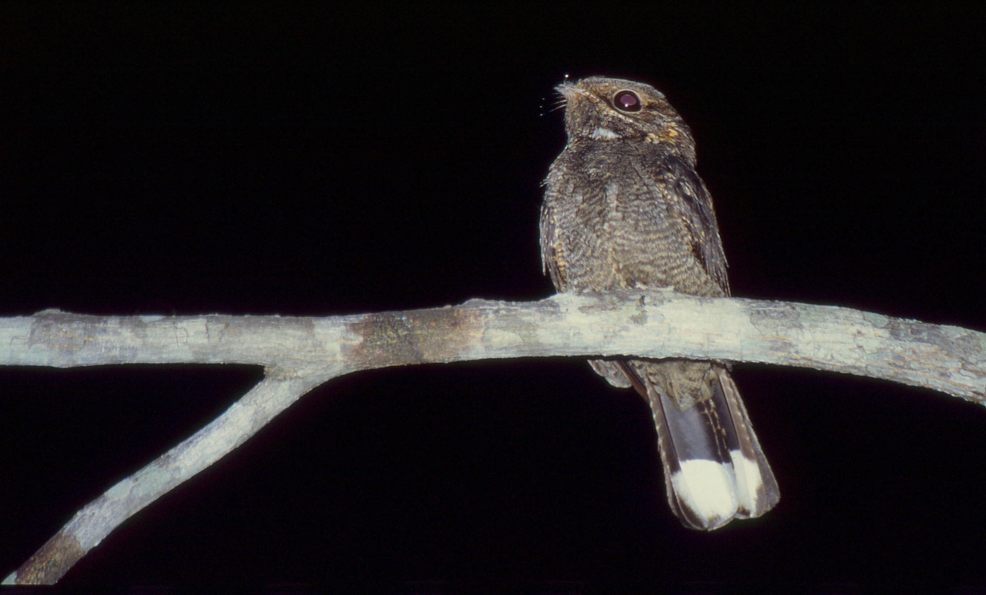 Image of Madagascan Nightjar