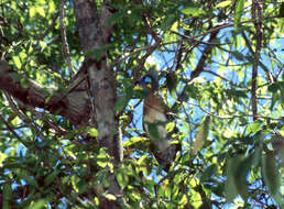 Image of Crested Coua