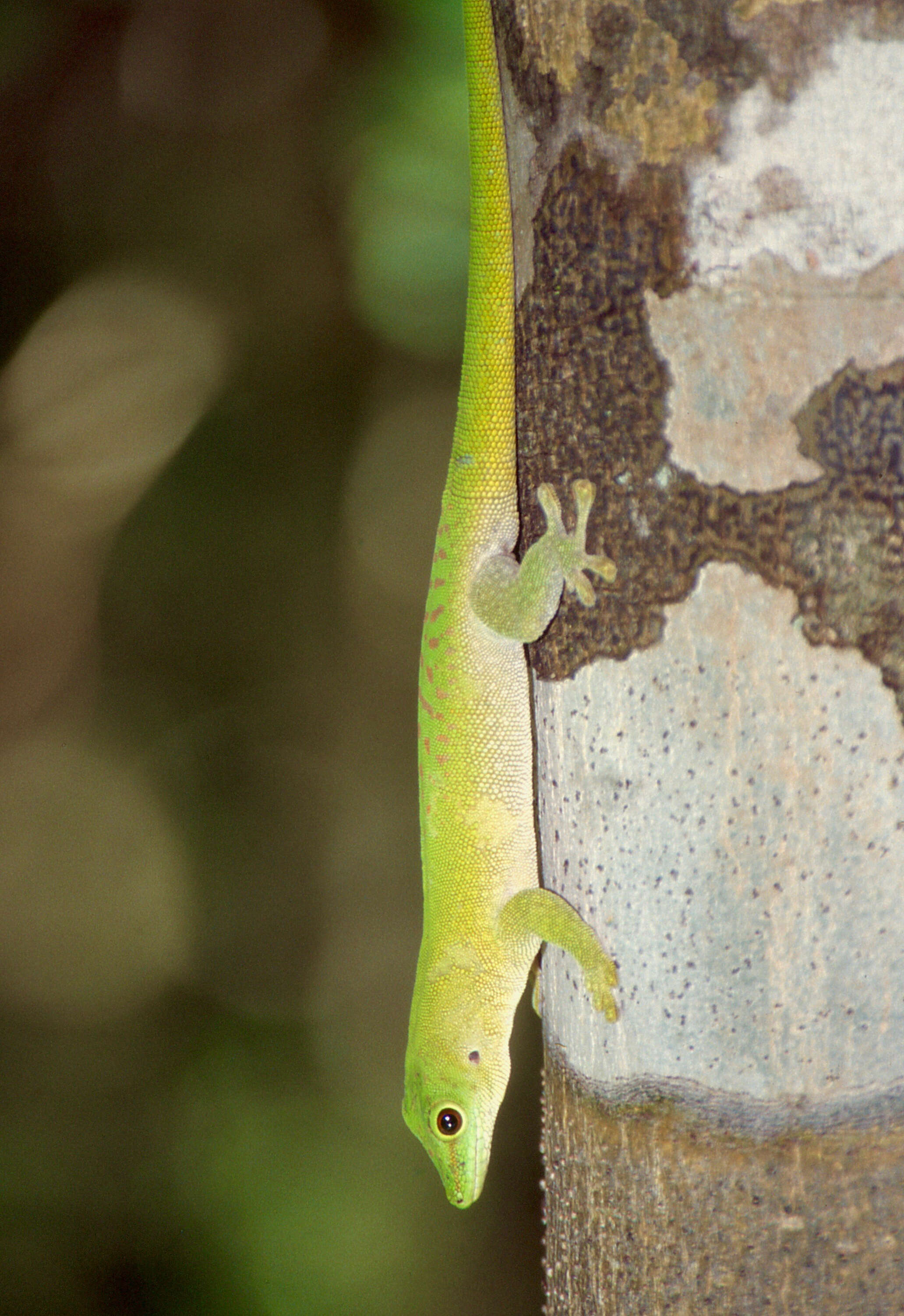 Image de Phelsuma grandis Gray 1870