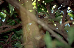 Image of Lorenz Von Liburnau’s Woolly Lemur