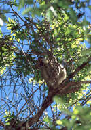 Image of Lorenz Von Liburnau’s Woolly Lemur