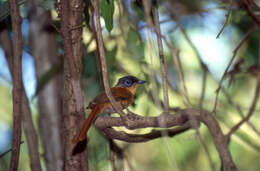 Image de Gobemouche paradis malgache