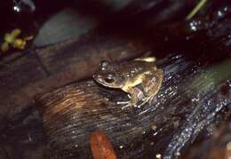 Image of Massif Madagascar Frog