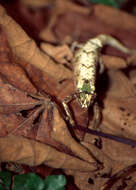 Image of Amber Mountain Leaf Chameleon