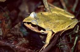 Image of Aglyptodactylus Boulenger 1918