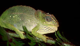 Image of Amber Mountain Chameleon