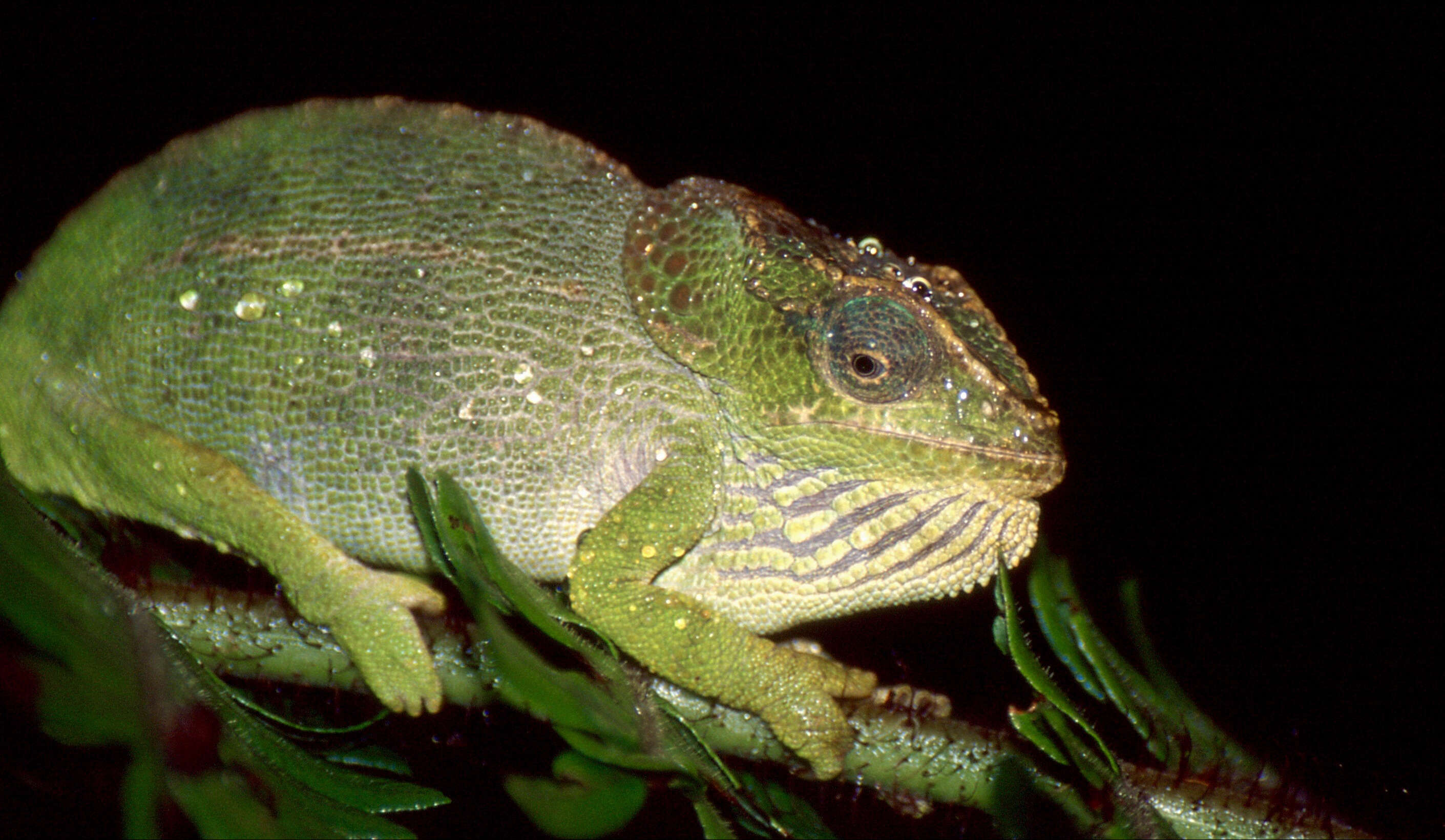 Image of Amber Mountain Chameleon
