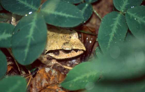 Image of Aglyptodactylus Boulenger 1918