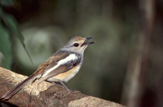 Image of Madagascan Magpie-Robin