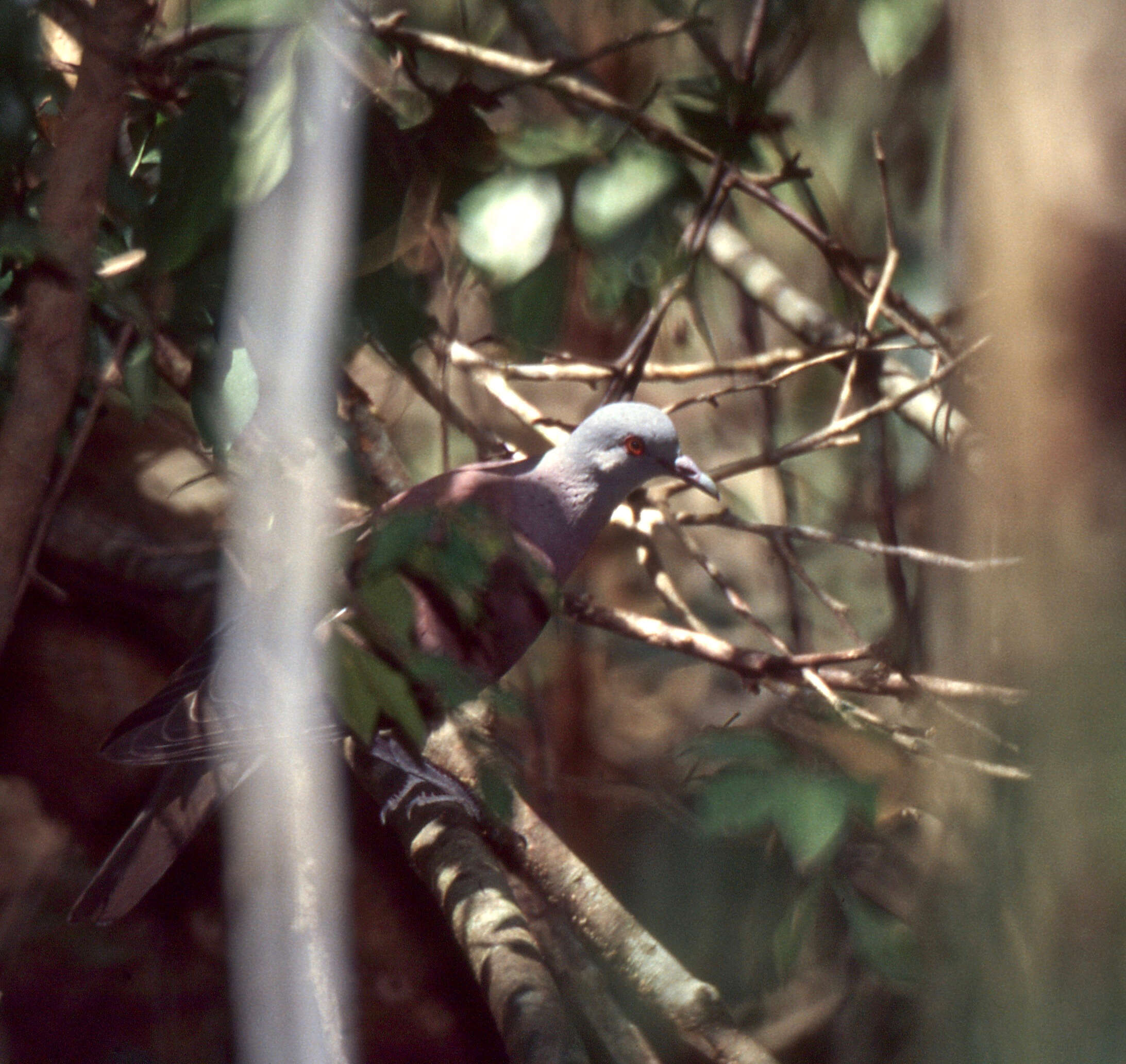 Image of Madagascar Turtle-Dove