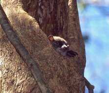 Sivun Lepilemur ankaranensis Rumpler & Albignac 1975 kuva