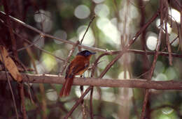 Image de Gobemouche paradis malgache