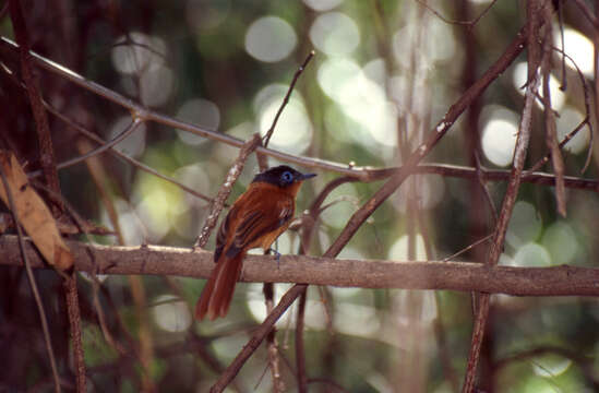 Image of Madagascar Paradise Flycatcher