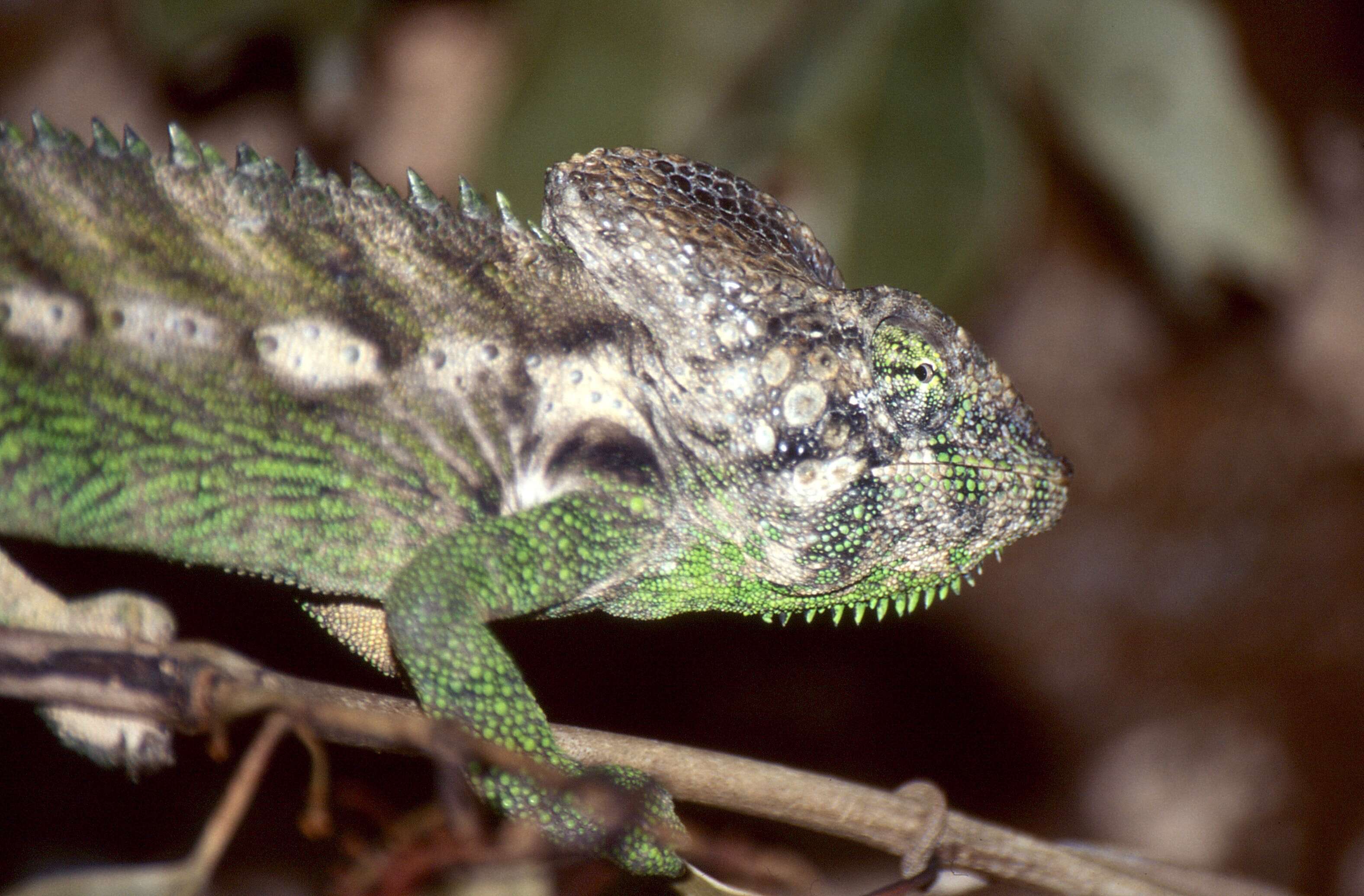 Image of Yellow-green Chameleon