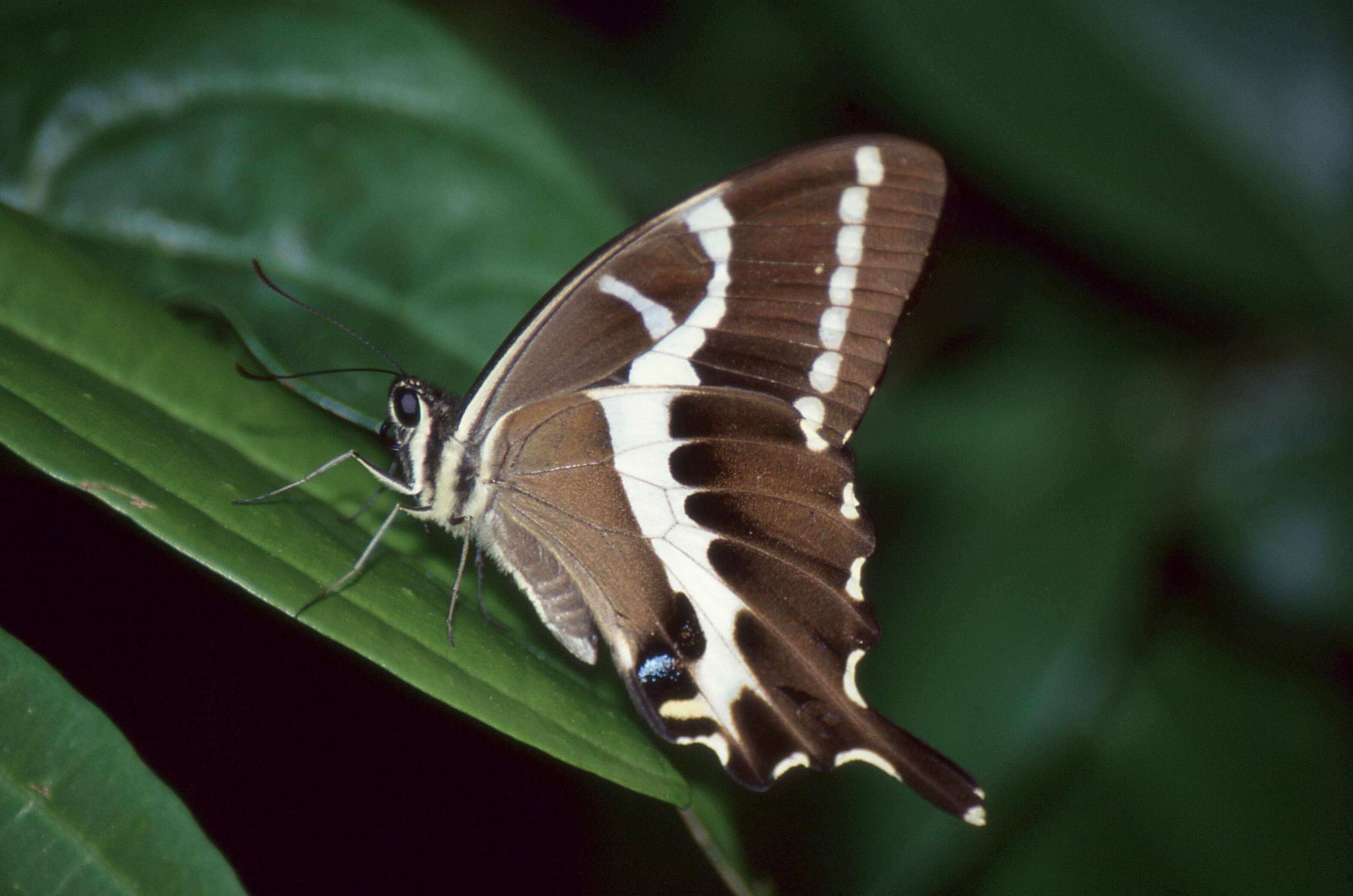 Image of Papilio delalandei Godart (1824)