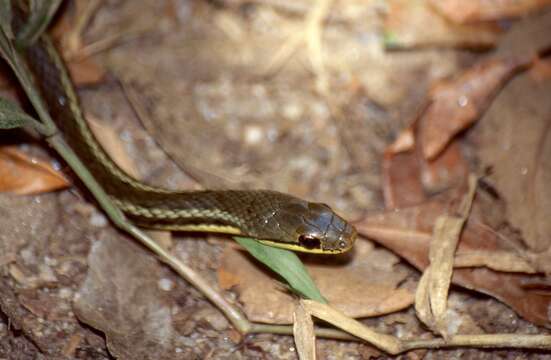 Image of Lateral Water Snake