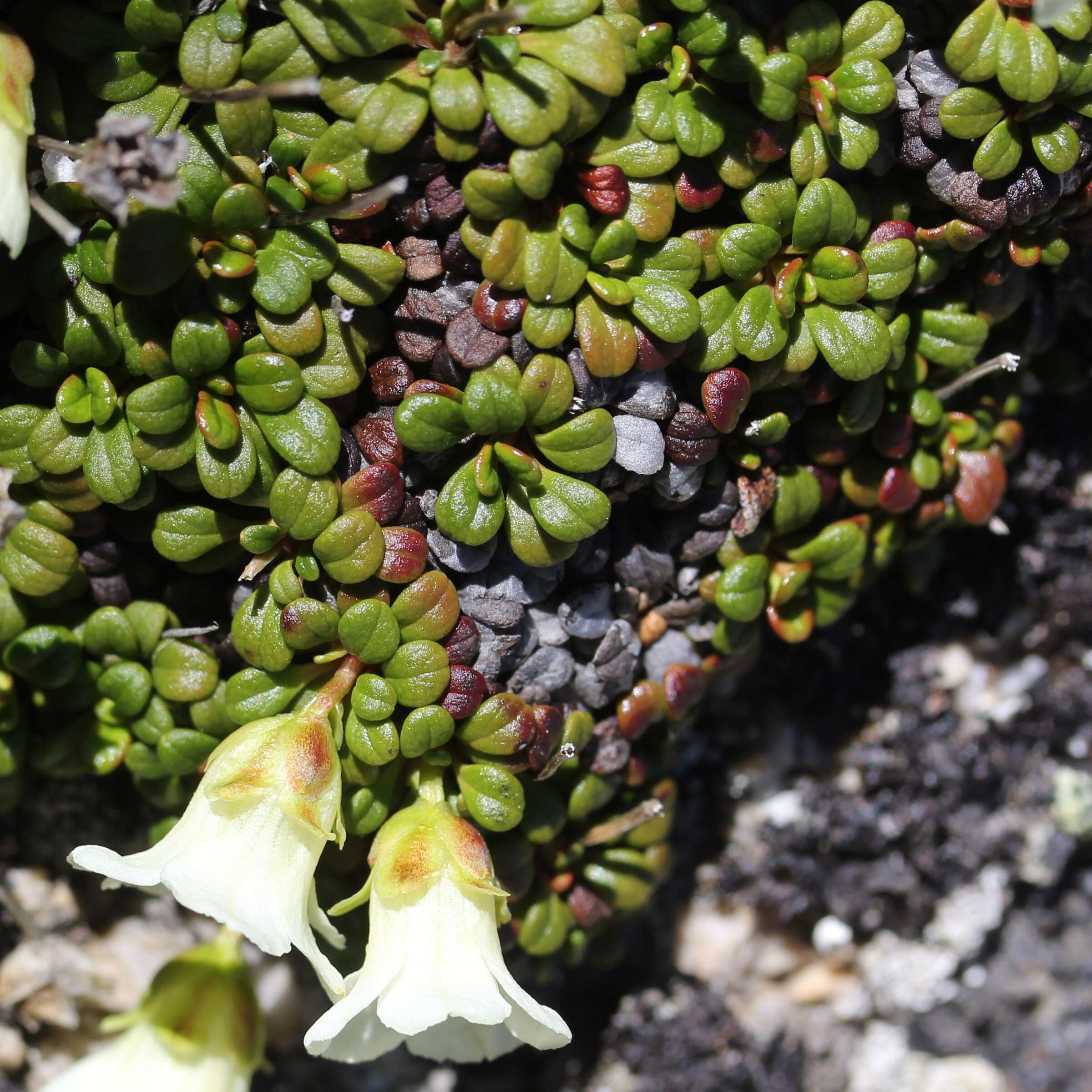 Image of diapensia