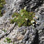 Image of diapensia