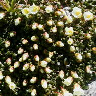 Image of diapensia