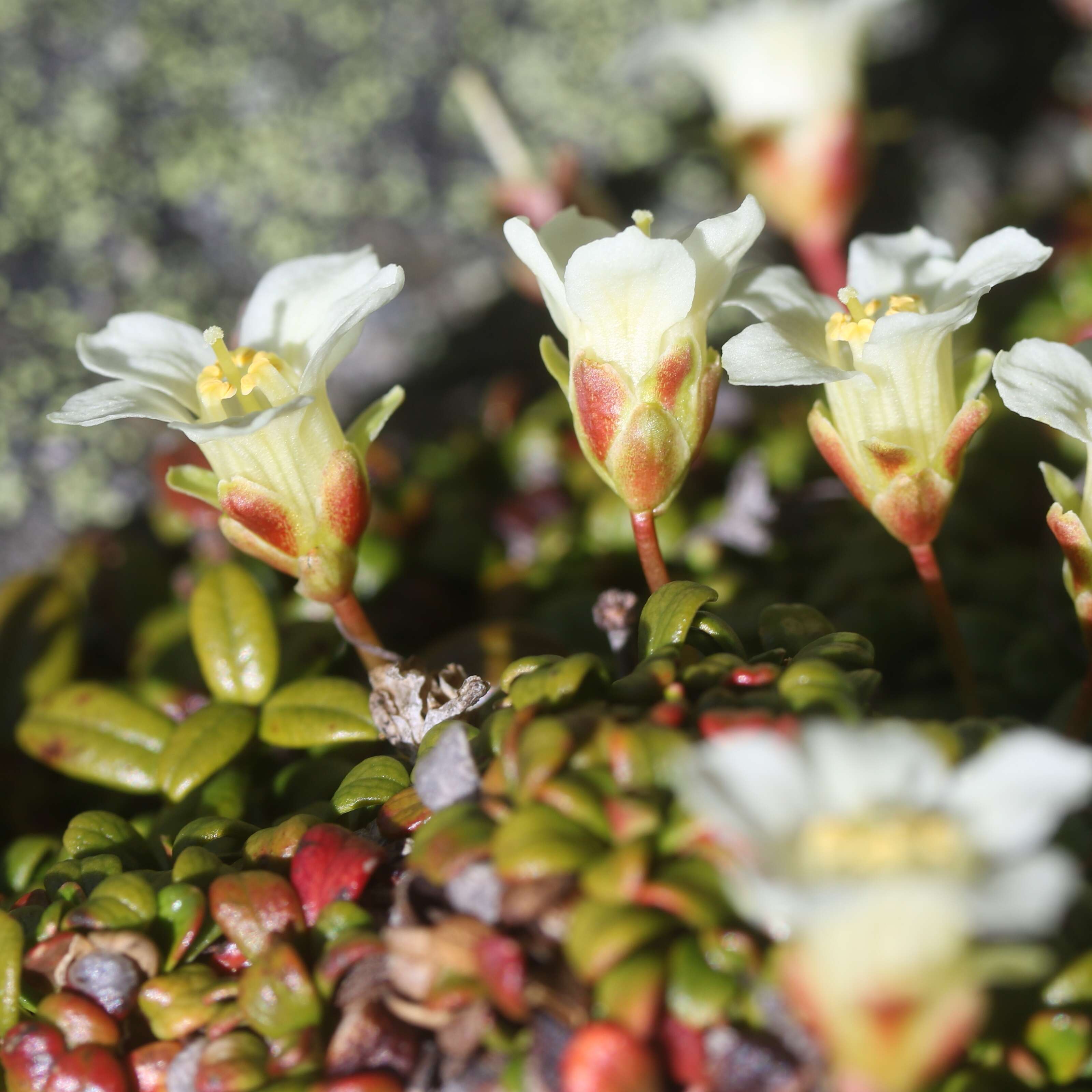 Image of diapensia