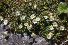 Image of diapensia