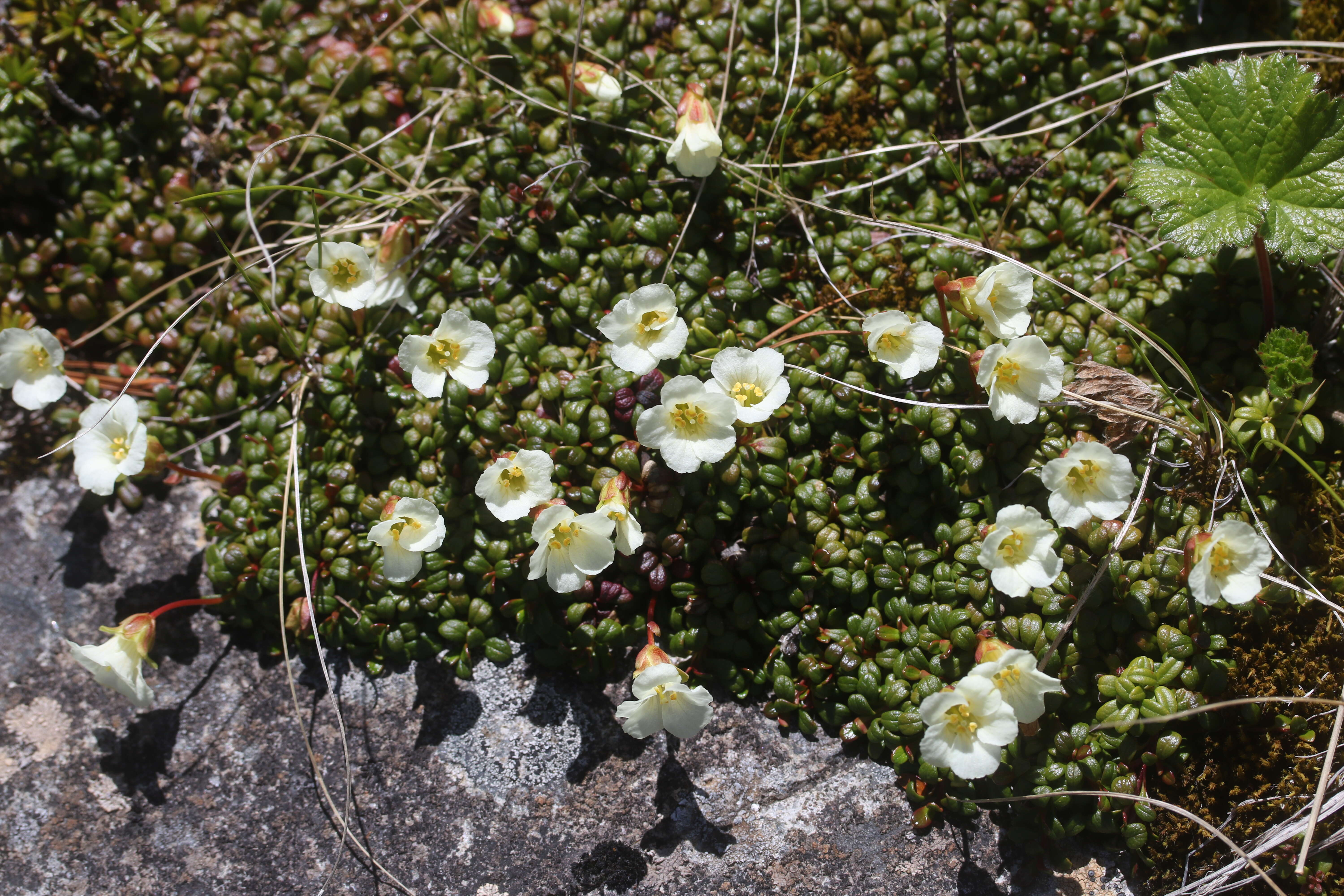 Image of diapensia