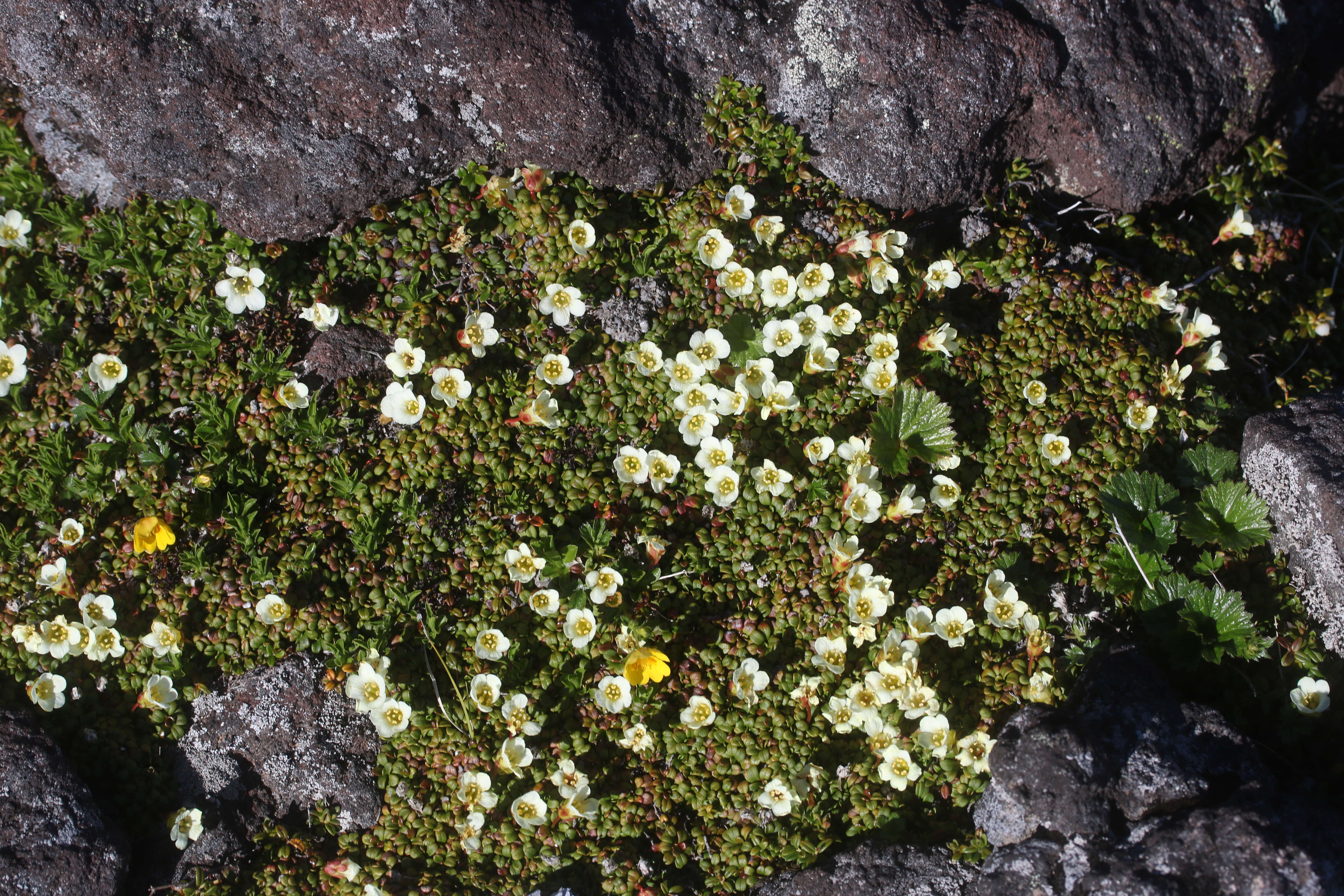 Image of diapensia