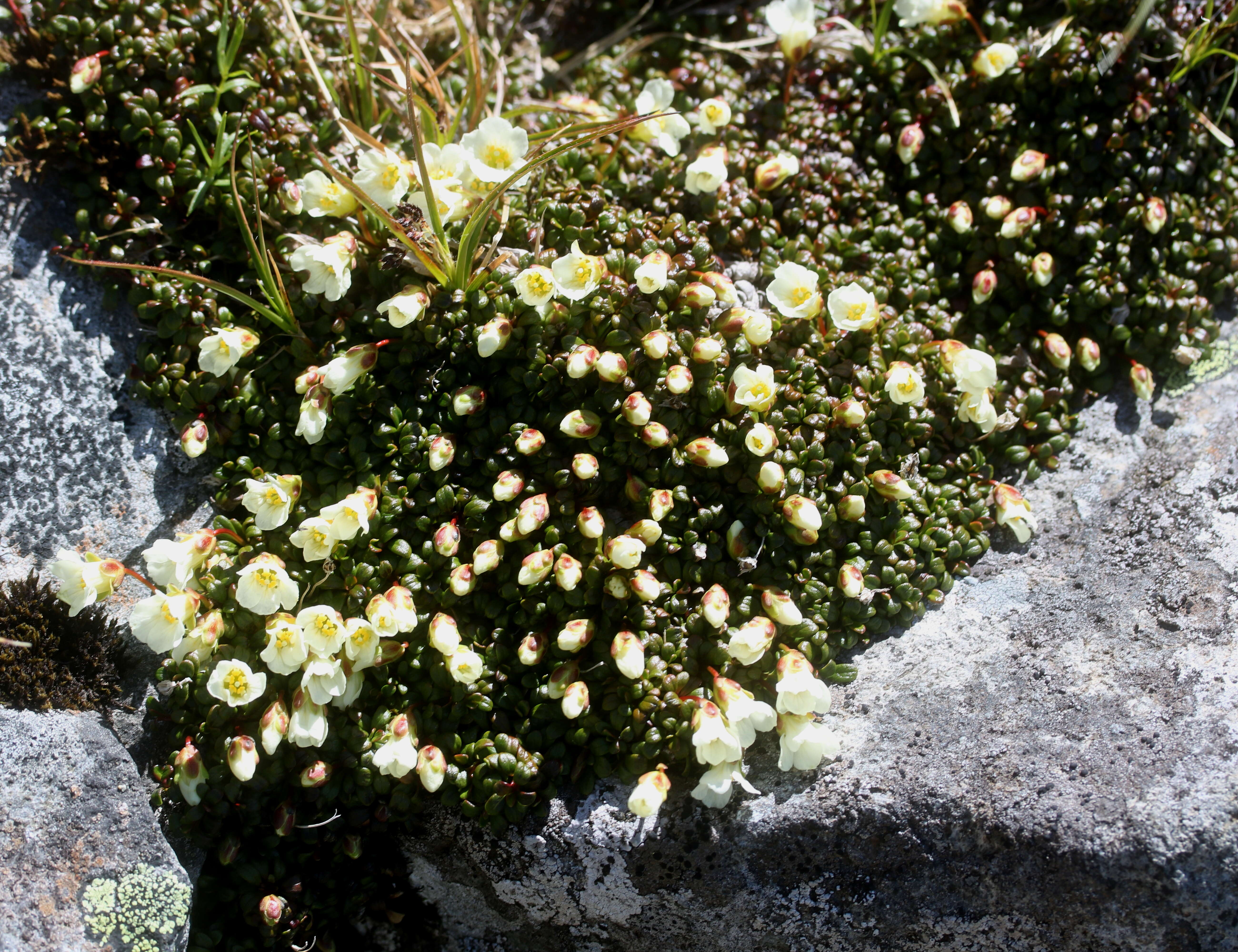 Image of diapensia